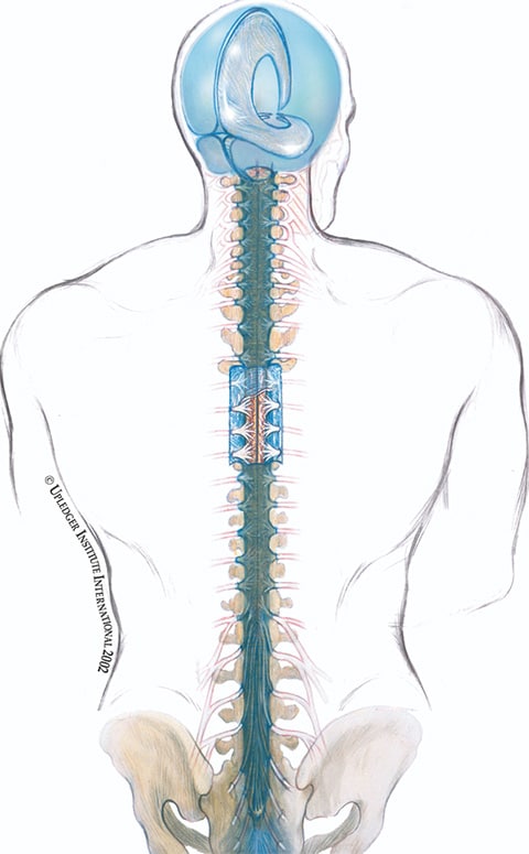 Estructura craneal y beneficios